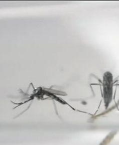 Mỹ cảnh báo dịch Zika bùng phát vào dịp Hè