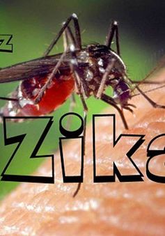 Kêu gọi hội nghị khu vực Mỹ La tinh nhằm đối phó virus Zika