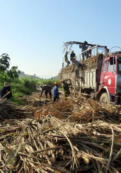 Phú Yên: Lái xe chở mía "vòi" thêm tiền vận chuyển