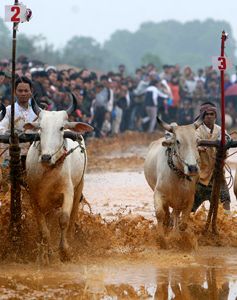 Hôm nay (19/9) diễn ra lễ hội đua bò Bảy Núi, An Giang