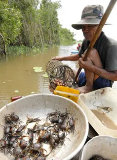 Cua đồng miền Tây - Đặc sản mùa nước tràn đồng