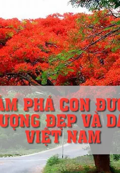 Khám phá con đường hoa phượng đẹp và dài nhất Việt Nam