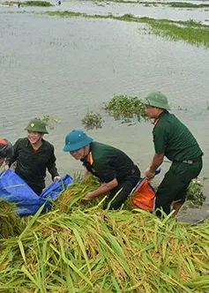 Long An: Bộ đội giúp dân cắt lúa chạy lũ