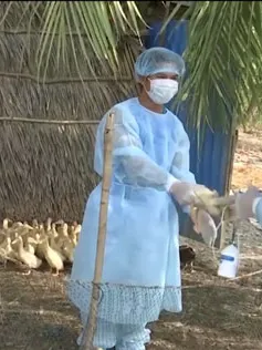 Phát hiện ổ dịch cúm A/H5N1 trên đàn gia cầm tại Bạc Liêu