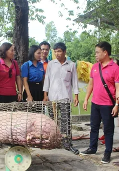 Thanh niên Quảng Trị phát động giải cứu đàn lợn trên địa bàn