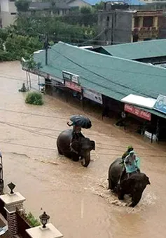 Voi giải cứu hàng trăm người mắc kẹt trong lũ ở Nepal