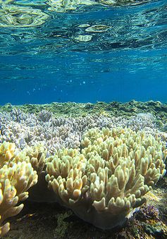 Giải cứu rạn san hô lớn nhất thế giới bằng... giấm