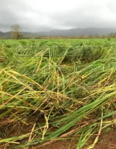 Bão Debbie hoành hành gây nhiều thiệt hại ở Australia