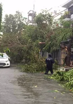 Bão số 12 gây thiệt hại gần 5.000ha hoa màu, hơn 10.000 lồng bè thủy sản