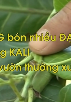 Ban hành quy trình quản lý bọ xít muỗi và thán thư hại điều