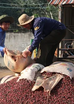 Giá cà phê lên mức cao nhất trong vòng 6 năm qua