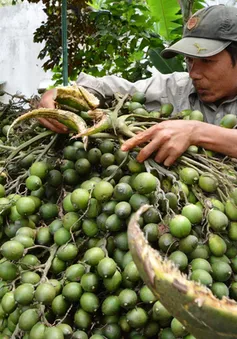 Bình Định khuyến cáo không mở rộng diện tích trồng cau