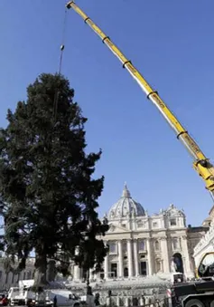 Cây thông mừng Giáng sinh ở Vatican cao 21m