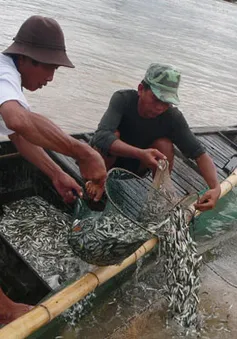 An Giang cấm khai thác cá linh non đến tháng 9/2017