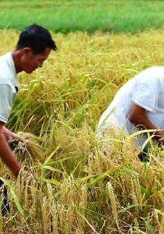 Đồng Tháp: Sản xuất lúa theo hướng hữu cơ để nâng cao chất lượng gạo