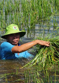 Hàng nghìn ha nông sản ở ĐBSCL chìm trong nước lũ