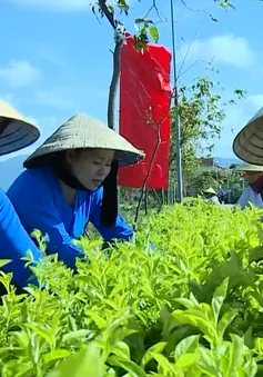 Nghi Xuân - Miền quê của những khúc dân ca