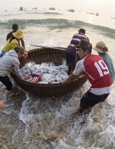 Lập 4 đoàn kiểm tra bồi thường thiệt hại sự cố môi trường biển