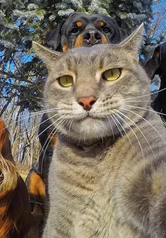 Không chỉ con người, các loài vật cũng có ảnh selfie cực chất