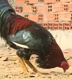 Nét độc đáo của gà nòi chợ Lách