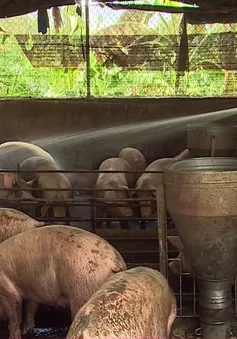 Giá lợn thấp, nông dân Đồng Nai có nguy cơ treo chuồng