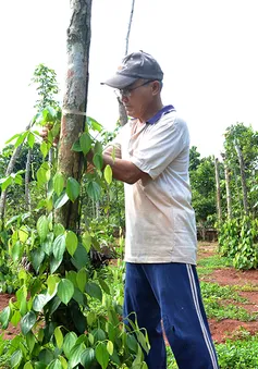 Giá tiêu lao dốc, các đại lý “chao đảo”