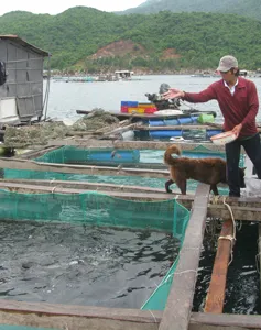 Phú Yên: Di dời bè nuôi cá trái phép ở vịnh Vũng Rô