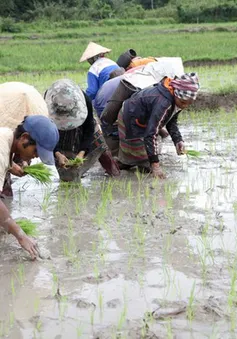 Các địa phương khu vực Bắc Bộ bắt đầu lấy nước vụ Đông Xuân