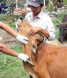 Hà Tĩnh khống chế dịch lở mồm long móng trên đàn trâu bò