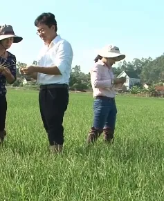 Nghệ An công bố dịch bệnh lùn sọc đen hại lúa