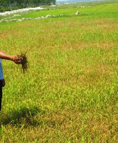 Quảng Bình: Hơn 1.000ha lúa nhiễm rầy lưng trắng