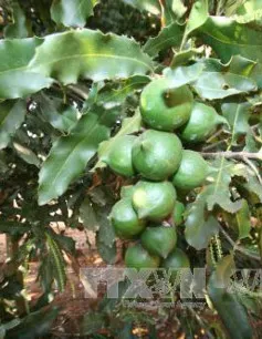 Các tỉnh Tây Nguyên thận trọng mở rộng diện tích cây mắc ca