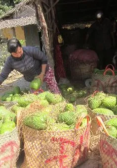 Tiền Giang: Người dân không bán được mãng cầu vì xe tải bị cấm qua phà