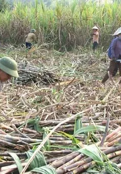 Lượng đường tồn kho cao nhất trong lịch sử