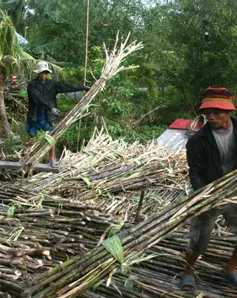 Nâng cao khả năng cạnh tranh cho ngành mía đường Việt Nam