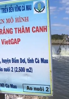 Nuôi tôm VietGAP: Hướng đi bền vững ở Cà Mau