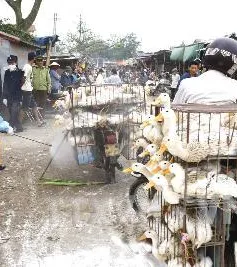 Hà Nội sẵn sàng ứng phó với dịch cúm gia cầm