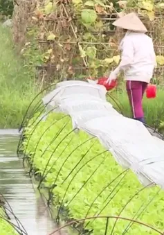 Những làng rau Hà Nội cho thu nhập... nửa tỷ đồng/ha