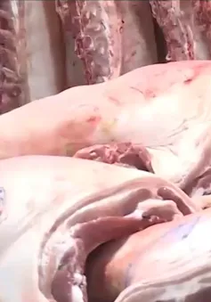 Khuyến cáo bà con nuôi lợn không nên bán tháo