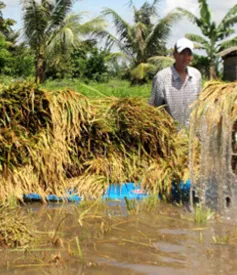 Mưa kéo dài uy hiếp hàng nghìn ha lúa Hè Thu