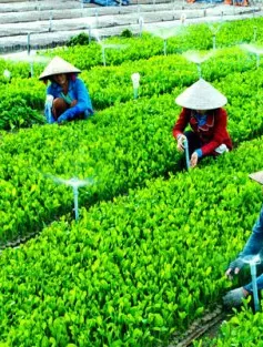 “Hợp tác xã kiểu mới muốn thành công phải giải quyết được đầu ra, tiêu thụ sản phẩm”