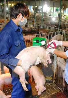 Cấp 150.000 liều vaccine lở mồm long móng tại Ninh Thuận