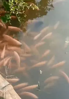Đàn cá trê có màu hồng phấn tại Cần Thơ