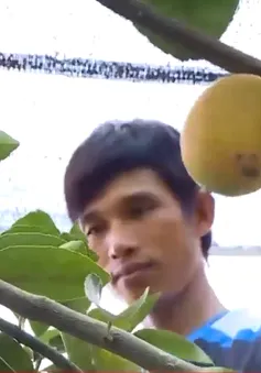Chanh vàng hữu cơ: Hướng đi mới của người nông dân