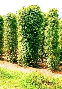 Hệ lụy từ phát triển hồ tiêu ồ ạt tại Tây Nguyên