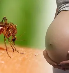 Nguy cơ virus Zika lây từ mẹ sang thai nhi cao nhất trong ba tháng đầu thai kỳ