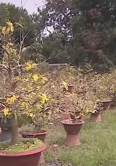 Đồng Nai: Nông dân trồng mai mất trắng vì thời tiết
