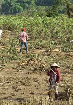 Phú Yên: Nông dân trồng sắn thất thu nặng