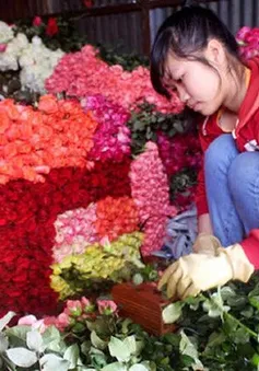 Giá hoa hồng Đà Lạt đạt mức cao nhất trong 3 năm qua