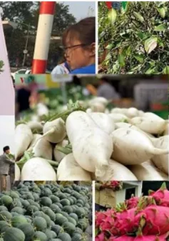 Hàng loạt siêu thị tham gia chiến dịch "giải cứu" thanh long
